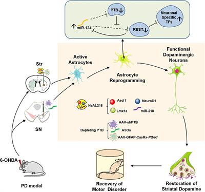 In vivo Direct Conversion of Astrocytes to Neurons Maybe a Potential Alternative Strategy for Neurodegenerative Diseases